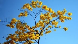 yellow tabebuia flowers against sky